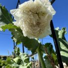 POPPY PEONY SEEDS 'Double Cream' Flower Seeds - Garden Flower Plant - 100 Seeds