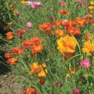 Californian Poppy Mission Bells Flower Seeds - Garden Flower Plant - 200 Seed