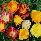 Californian Poppy Ballerina Double Mixed Flower Seeds - Garden Flower Plant - 200 Seed