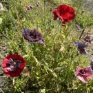 POPPY SEEDS 'Dusk Mix' Flower Seeds - Garden Flower Plant - 500 Seed