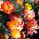 Californian Poppy Apricot Chiffon Flower Seeds - Garden Flower Plant - 500 Seed