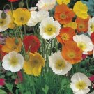 POPPY Iceland Mixed Colours Flower Seeds - Garden Flower Plant - 2000 Seed