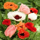 Poppy Oriental Mix (Papaver orientale) Flower Seeds - Garden Flower Plant - 50 Seed