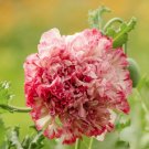 Poppy Paeony Flemish Antique (Papaver paeoniflorum) Flower Seeds - Garden Flower Plant - 25 Seed