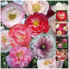 POPPY Shirley Double Mix Double flowering Flower Seeds - Garden Flower Plant - 200 Seed