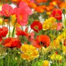 POPPY MIX SEEDS MIXED VARIETIES AND COLOURS Flower Seeds - Garden Flower Plant - 200 Seed