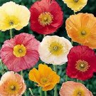 POPPY ICELAND MIXED FLOWER SEEDS Flower Seeds - Garden Flower Plant - 300 Seed