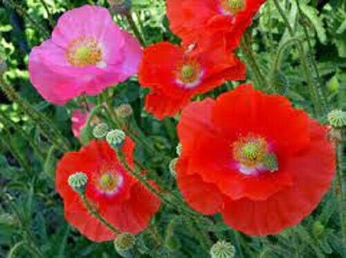 Poppy Flower SINGLE and DOUBLE MIX POPPY SHIRLEY Flower Seeds - Garden Flower Plant - 100 Seed