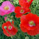 Poppy Flower SINGLE and DOUBLE MIX POPPY SHIRLEY Flower Seeds - Garden Flower Plant - 100 Seed