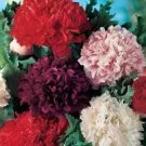 POPPY PEONY DOUBLE SEED MIXED COLOURS FRAGRANT Flower Seeds - Garden Flower Plant - 200 Seed
