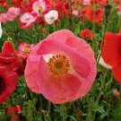 Shirley Mix Poppy Flower Seeds COTTAGE Flower Garden Seeds - Garden Flower Plant - 100 Seed