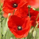 RED ANZAC FLOWER SEEDS Red Poppy Flanders Flower Seeds - Garden Flower Plant - 200 Seed