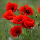 Poppy Flower Seeds Flanders Red Flower Seeds - Garden Flower Plant - 200 Seed