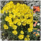 Papaver Alpinum Hybrid Alpine Poppy Flower Seeds - Garden Flower Plant - 50 Seed