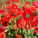 POPPY Single Red Flanders Remembrance Flower Seeds - Garden Flower Plant - 350 Seed