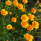 CALIFORNIAN POPPY Aurantiaca Orange Flower Seeds - Garden Flower Plant - 125 Seed