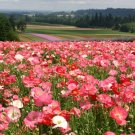 POPPY SHRILEY SINGLE MIX Flower Seeds - Garden Flower Plant - 380 Seed