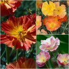 CALIFORNIAN POPPY BALLERINA DOUBLE MIX Flower Seeds - Garden Flower Plant - 100 Seed