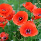 POPPY Single Red Flanders Remembrance Anzac Flower Seeds - Garden Flower Plant - 350 Seed