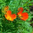 CALIFORNIAN POPPY RED CHIEF Flower Seeds - Garden Flower Plant - 150 Seed