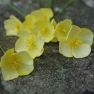 CALIFORNIAN POPPY Sundew Flower Seeds - Garden Flower Plant - 160 Seed