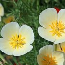 CALIFORNIAN POPPY Ivory Castle Flower Seeds - Garden Flower Plant - 130 Seed