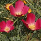 CALIFORNIAN POPPY Carmine King Flower Seeds - Garden Flower Plant - 135 Seed
