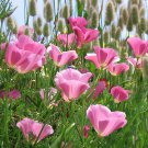 CALIFORNIAN POPPY Purple Gleam Flower Seeds - Garden Flower Plant - 140 Seed
