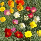 CALIFORNIAN POPPY Single Choice Mix Flower Seeds - Garden Flower Plant - 155 Seed