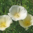 CALIFORNIAN POPPY Alba Cream White Flower Seeds - Garden Flower Plant - 135 Seed