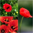 RED TULIP POPPY Flower Seeds - Garden Flower Plant - 480 Seeds
