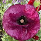 Poppy Seeds ‘Pandora’ Flower Seeds - Garden Flower Plant - 100 Seeds