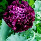 Peony Poppy (Papaver Paeoniflorum) “Frosty Black’ Flower Seeds - Garden Flower Plant - 50 Seeds