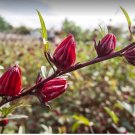 Rosella Hibiscus Sabdariffa  Flower Seeds - Garden Flower Plant - 20 Seeds