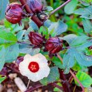 Rosella Edible Hibiscus Vegetable Seeds - Garden Flower Plant - 30 Seeds