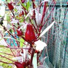 ROSELLA SEEDS (Hibiscus Sabdariffa) Edible Vegetable Seeds - Garden Flower Plant - 65 Seeds