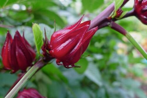 Rosella (Hibiscus Sabdariffa) Vegetable Seeds Garden Flower Plant