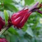 Rosella (Hibiscus Sabdariffa) Vegetable Seeds - Garden Flower Plant - 10 Seeds