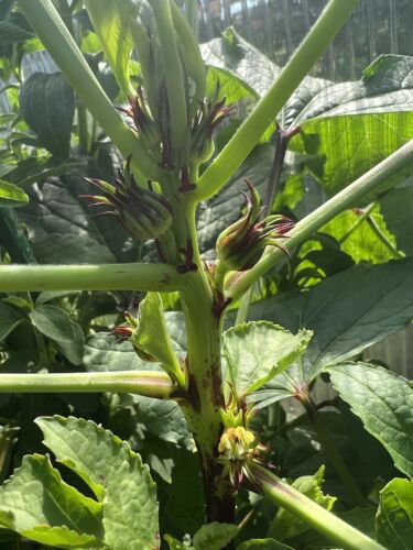 ROSELLA (Hibiscus Sabdariffa) Vegetable Seeds - Garden Flower Plant - 15 Seeds