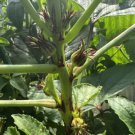 ROSELLA (Hibiscus Sabdariffa) Vegetable Seeds - Garden Flower Plant - 15 Seeds