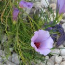 Alyogyne hakeifolia Black & Pink Hibiscus Vegetable Seeds - Garden Flower Plant - 20 Seeds