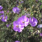 Alyogyne huegelii Lilac Hibiscus / Blue Hibiscus Seeds - Garden Flower Plant - 20 Seeds