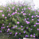 Alogyne huegelli Native Hibiscus Seeds - Garden Flower Plant - 10 Seeds