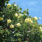 Hibiscus tiliaceus Yellow Hibiscus Seeds - Garden Flower Plant - 30 Seeds