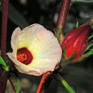 Hibiscus sabdariffa Rosella Seeds - Garden Flower Plant - 30 Seeds