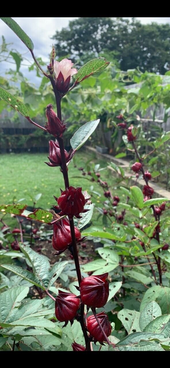 Rosella Hibiscus Sabdariffa Edible Fruit Seeds Garden Flower Plant 35 Seeds 7109