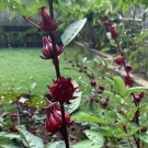 Rosella (Hibiscus Sabdariffa) Edible Fruit Seeds - Garden Flower Plant - 35 Seeds