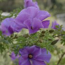 Purple Hibiscus (Alyogyne huegeli) Fruit Seeds - Garden Flower Plant - 30 Seeds