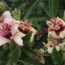 Norfolk Island Hibiscus (Lagunaria patersonii) Seeds - Garden Flower Plant - 10 Seeds