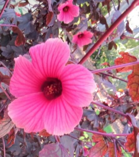 Cranberry Hibiscus Hibiscus Acetosella False Roselle Seeds - Garden Flower Plant - 30 Seeds